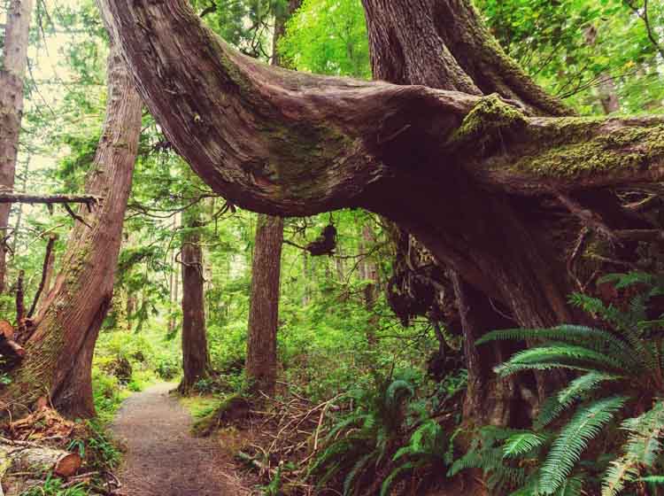 Travellers Can Never Get Enough of Vancouver’s Beauty and Charm